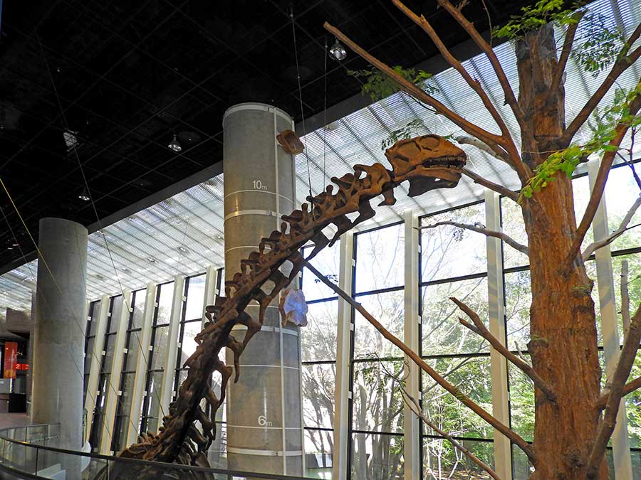 大型の植物食恐竜「ヌオエロサウルス」
