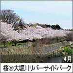 桜＠大堀川リバーサイドパーク