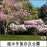 桜＠手賀の丘公園