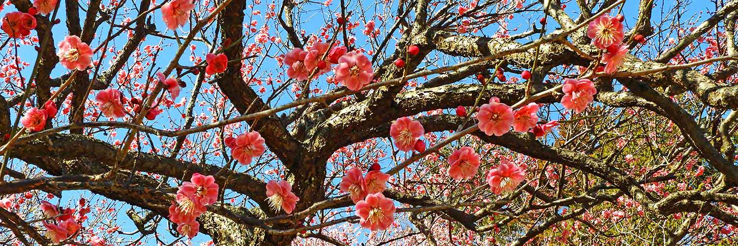 あけぼの山農業公園の梅園四季の里
