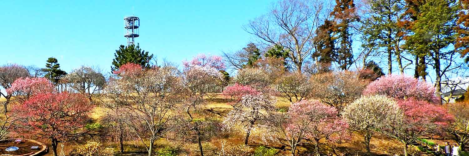 あけぼの山 梅まつり