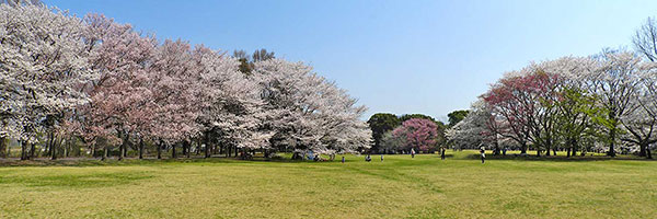 柏の葉公園の桜