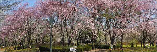 柏の葉公園内のさくら