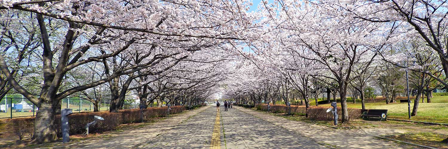 柏の葉公園のさくら並木