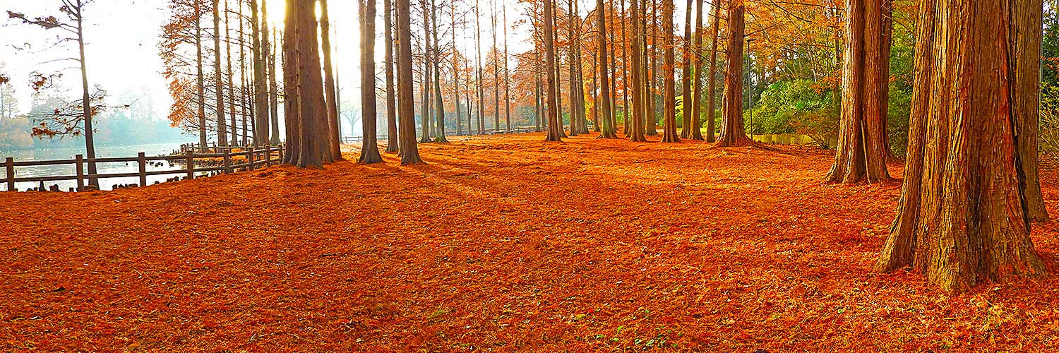 落葉＠柏ビレジ水辺公園