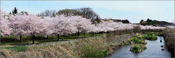 大堀川リバーサイドパークの桜並木