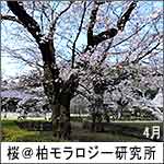 桜＠モラロジー研究所